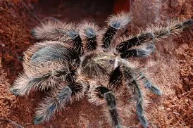 Spiders and Invertebrates