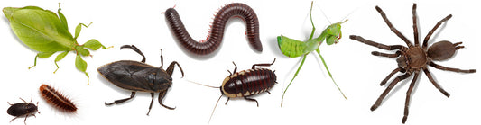 Spiders and Invertebrates