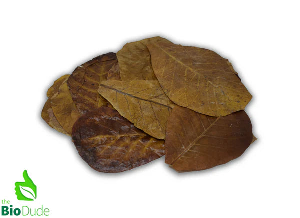 Indian Almond Leaves