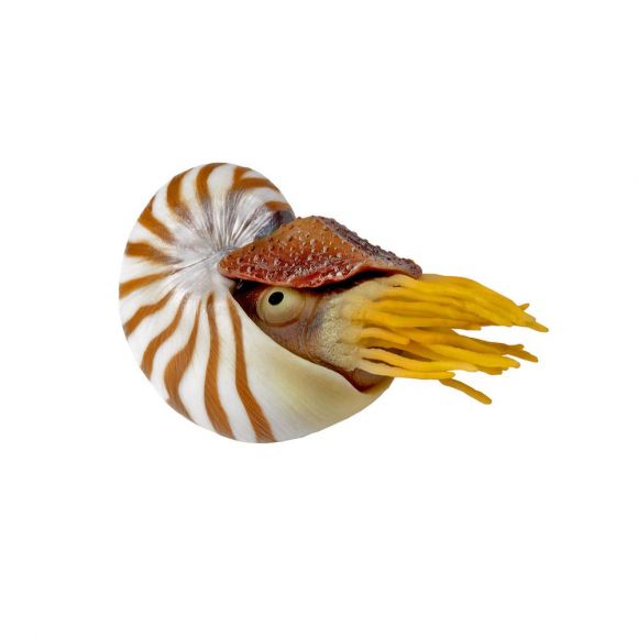 AQUATOP Nautilus