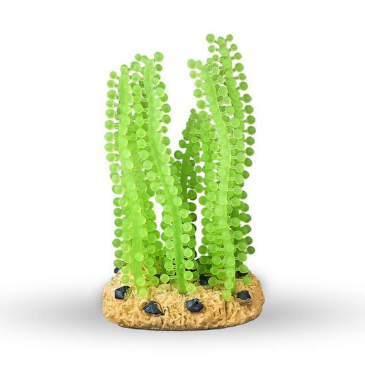 AQUATOP 5.5" Sea Grape Coral