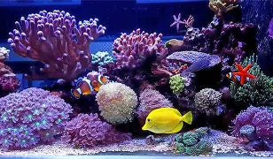 Saltwater Animals