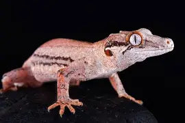 Reptiles