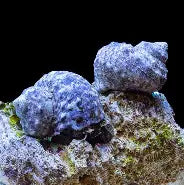 Saltwater Animals