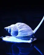 Saltwater Animals