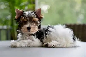 Puppy