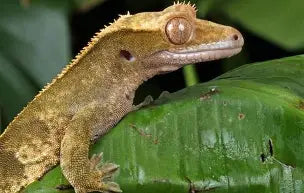 Reptiles