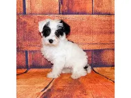Puppy