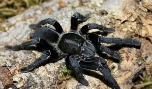 Spiders and Invertebrates