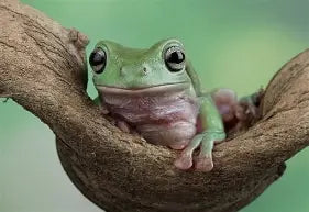 Reptiles