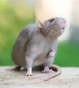 Rodents