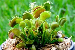 Venus Fly Trap