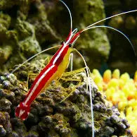 Saltwater Animals