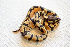 Reptiles