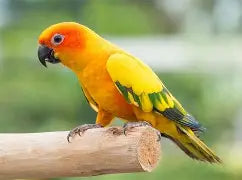 Sun Conure