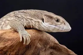 Reptiles