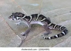 Reptiles