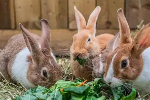 Rabbit