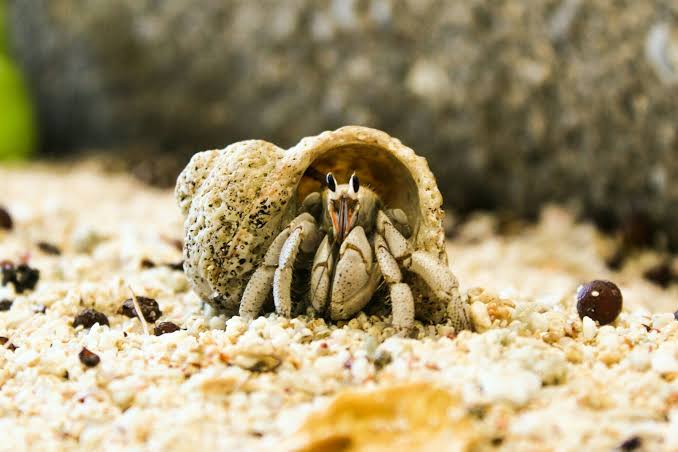 Hermit crab 20 gal kit