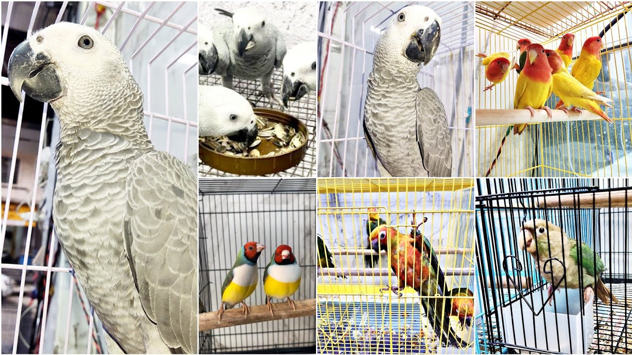 Bird