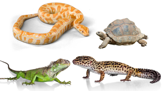 Reptiles