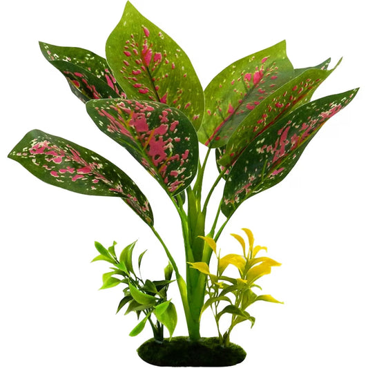 TROPICAL GARDENS CHINESE EVERGREEN